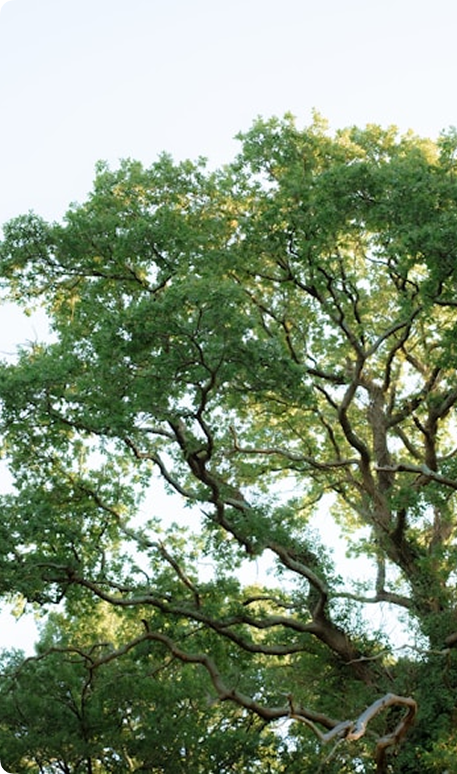 A close up of a tree, showing green leaves on a sunny day